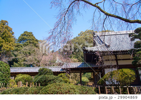 【沼津市】光長寺、桜の季節 29904869