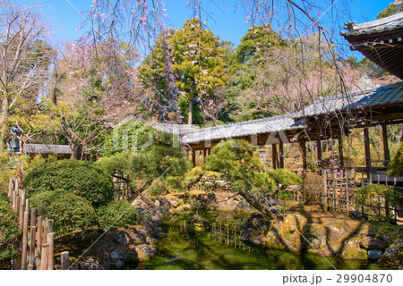 【沼津市】光長寺、桜の季節 29904870