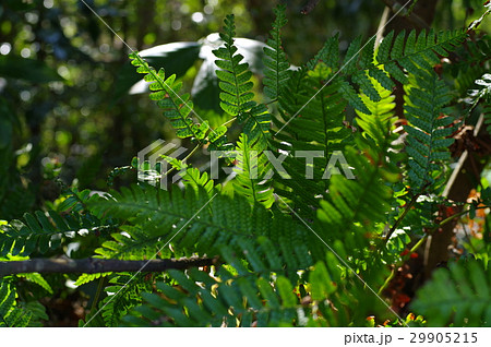 シダ植物 木漏れ日に透けるシダ c 明るめ シダ植物 木漏れ日に透けるシダ c 明るめ 29905215