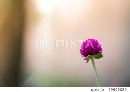 Purple Globe amaranth (Gomphrena globosa) flowers Purple Globe amaranth (Gomphrena globosa) flowers 29906020