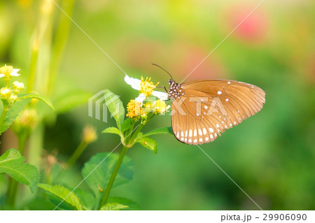 A butterfly feeding on Bidens pilosa flower in sun A butterfly feeding on Bidens pilosa flower in sun 29906090