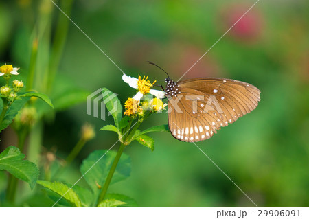 A butterfly feeding on Bidens pilosa flower in sun A butterfly feeding on Bidens pilosa flower in sun 29906091