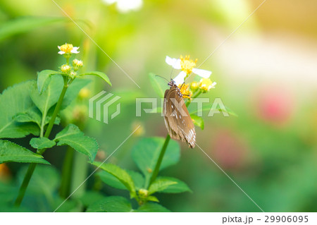 A butterfly feeding on Bidens pilosa flower in sun A butterfly feeding on Bidens pilosa flower in sun 29906095