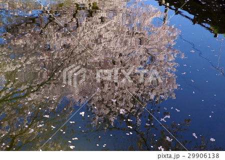 揺らぐ水面の波紋と花びらの下 絵画調に映る桜の影 ヨコ 明瞭の写真素材