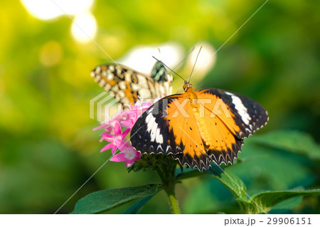 Couple butterfly feeding on ixora flower in a summ 29906151