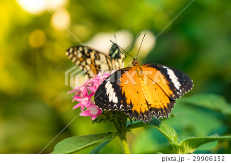 Couple butterfly feeding on ixora flower in a summ 29906152