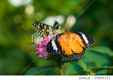 Couple butterfly feeding on ixora flower in a summ Couple butterfly feeding on ixora flower in a summ 29906153