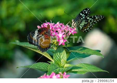 Couple butterfly feeding on ixora flower in a summ 29906154