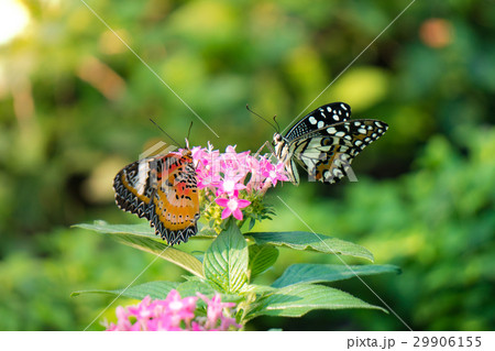 Couple butterfly feeding on ixora flower in a summ 29906155