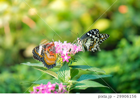 Couple butterfly feeding on ixora flower in a summ 29906156