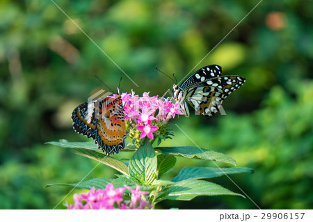 Couple butterfly feeding on ixora flower in a summ 29906157
