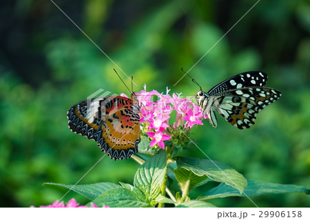 Couple butterfly feeding on ixora flower in a summ 29906158