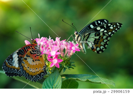 Couple butterfly feeding on ixora flower in a summ 29906159