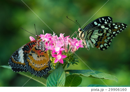 Couple butterfly feeding on ixora flower in a summ 29906160