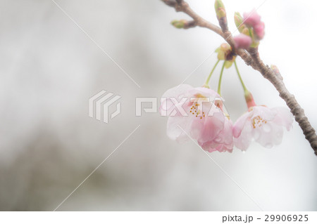 桜の開花 29906925