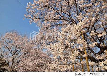 天平の丘の淡墨桜 29906934