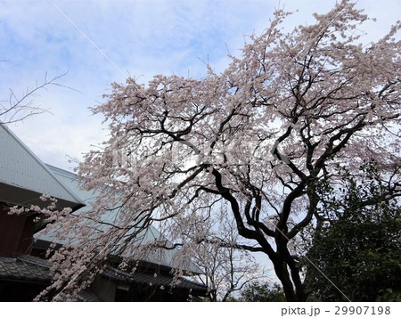 樹齢約100年の宝珠寺のヒメシダレザクラ～佐賀県　神埼市～ 29907198