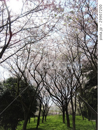 田代公園の桜並木～佐賀県　鳥栖市～ 29907200