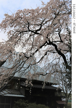 宝珠寺の古木ヒメシダレザクラ～佐賀県　神埼市～ 29907201