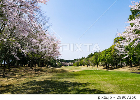桜満開のゴルフ場 ゴルフコース 29907250