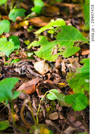 Small Frog in the Forest of Oirase,Aomori,Japan 29907458
