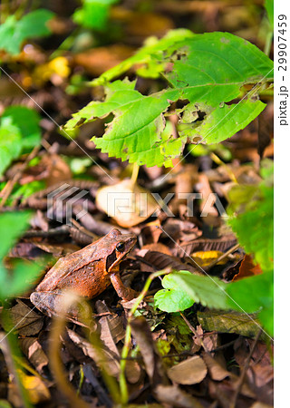 Small Frog in the Forest of Oirase,Aomori,Japan 29907459