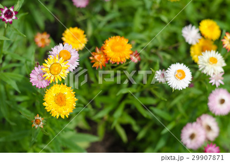 色とりどりの花 色とりどりの花 29907871