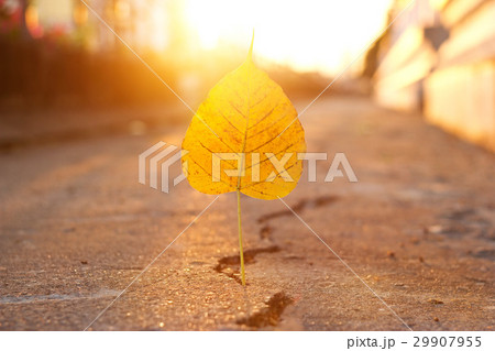 yellow leaf stab down on crack street  29907955