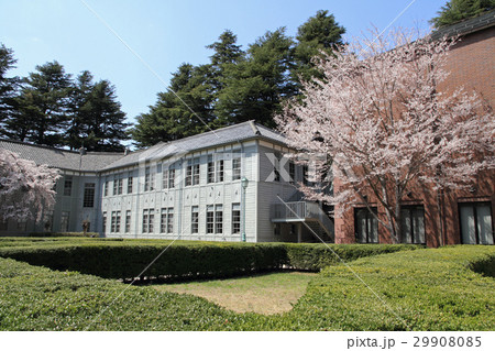 桜咲く旧制松本高校 桜咲く旧制松本高校 29908085