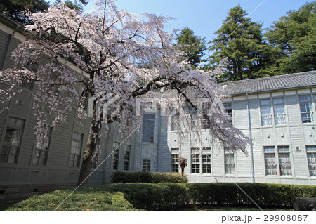 桜咲く旧制松本高校の写真素材