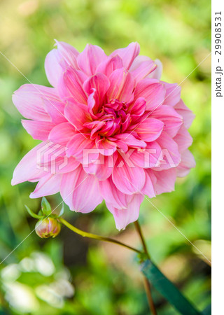 Closed up pink Dhalia flower in blurred background Closed up pink Dhalia flower in blurred background 29908531