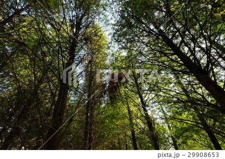 光沢 つや 輝き 29908653