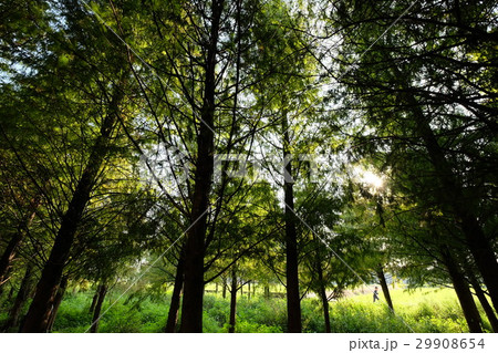 光沢 つや 輝き 29908654