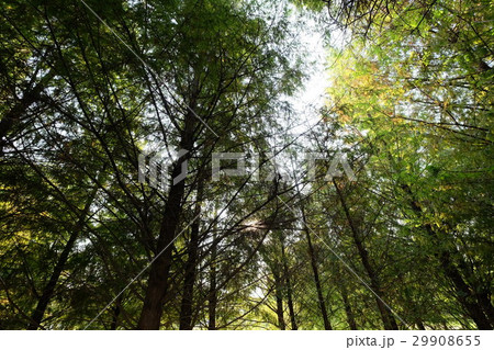 光沢 つや 輝き 29908655