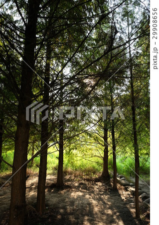 光沢 つや 輝き 29908656