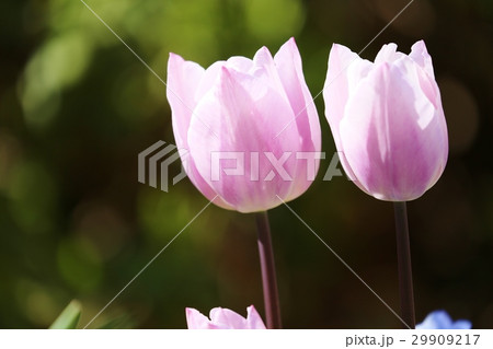 チューリップ 29909217
