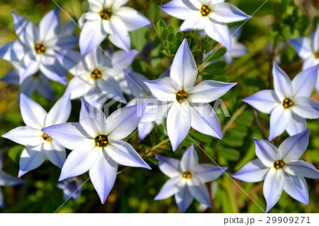 春の庭に咲くハナニラの花 29909271