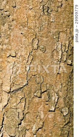 Old tree texture Old tree texture 29909779