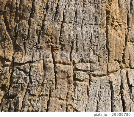 Old tree texture Old tree texture 29909780