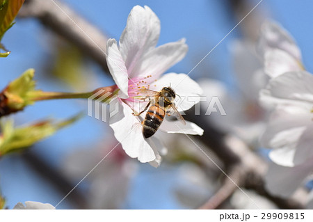 桜島(ミツバチが一生懸命働いていました) 桜島(ミツバチが一生懸命働いていました) 29909815