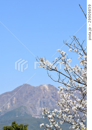 桜島(これが本当の桜島！）鹿児島市　鹿児島県 29909859