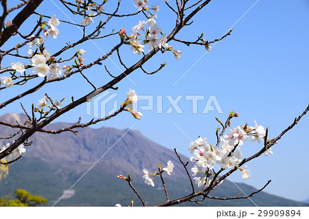 桜島(これが本当の桜島!)鹿児島市 鹿児島県 桜島(これが本当の桜島!)鹿児島市 鹿児島県 29909894