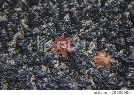 濡れた紅葉の落ち葉 濡れた紅葉の落ち葉 29909900