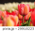 ピンク色のチューリップ 29910223