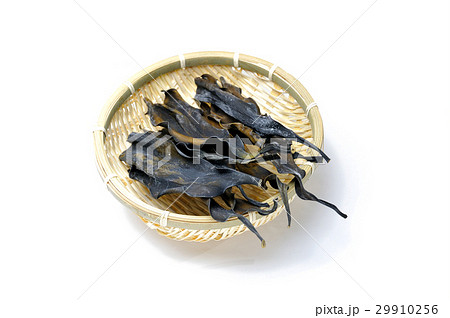 根昆布 29910256