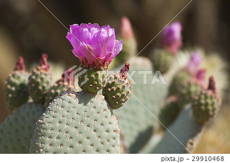 Blooming Cactus Flowers in Anza Borrego Desert USA 29910468