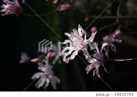 シデコブシ 29910705