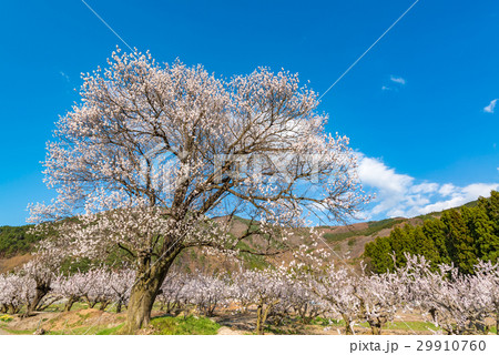 あんずの里のあんずの花 29910760