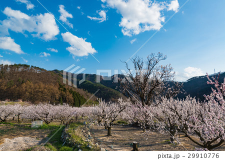 あんずの里のあんずの花 あんずの里のあんずの花 29910776