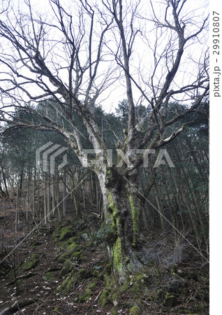 山の大木 山の大木 29910807